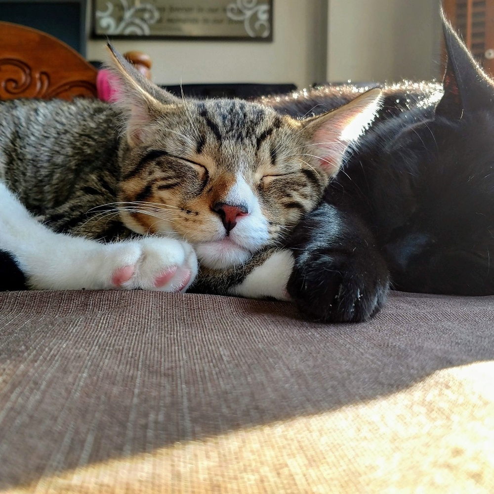 Meet your Posher, Charlene